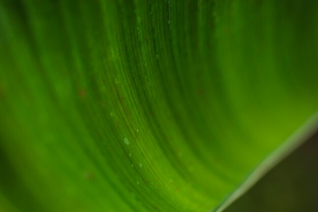 Texture de feuille de lant de jardin