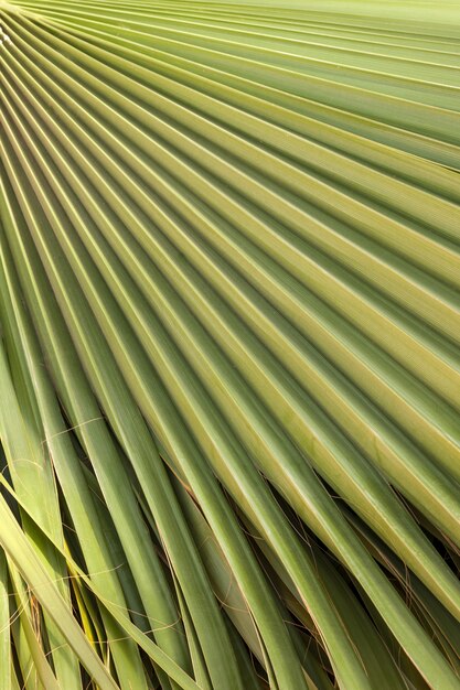 Texture de feuille de palmier vert