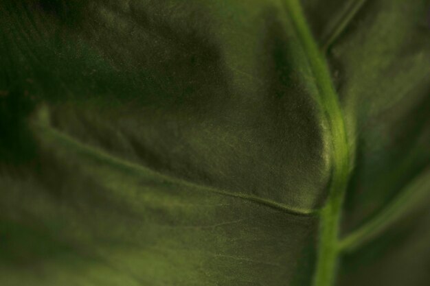 Texture de feuille verte Close-up