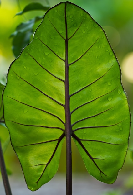 Texture de la feuille verte