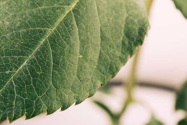 Texture de feuille verte