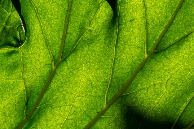 Texture de feuille verte