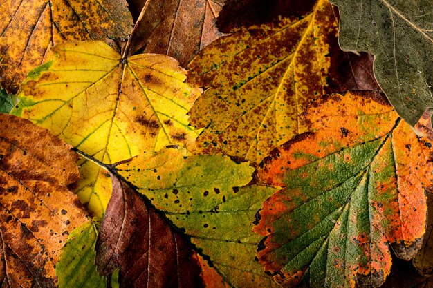 Texture de feuilles colorées