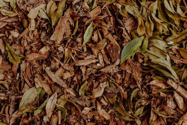 Texture des feuilles sèches