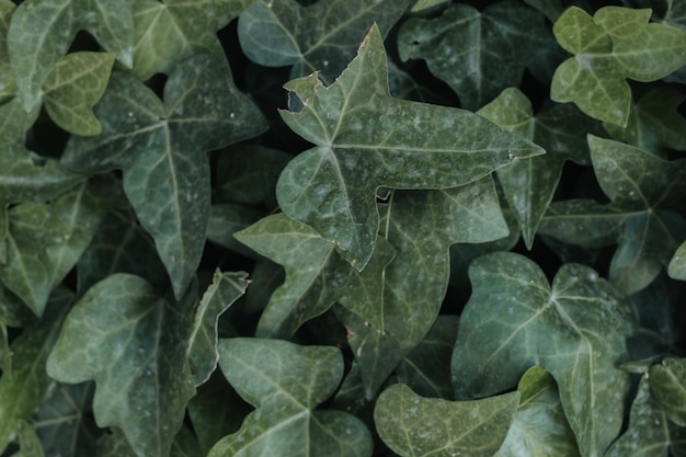 Texture des feuilles vertes