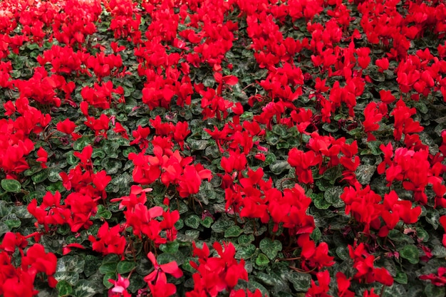 Texture de fleurs rouges