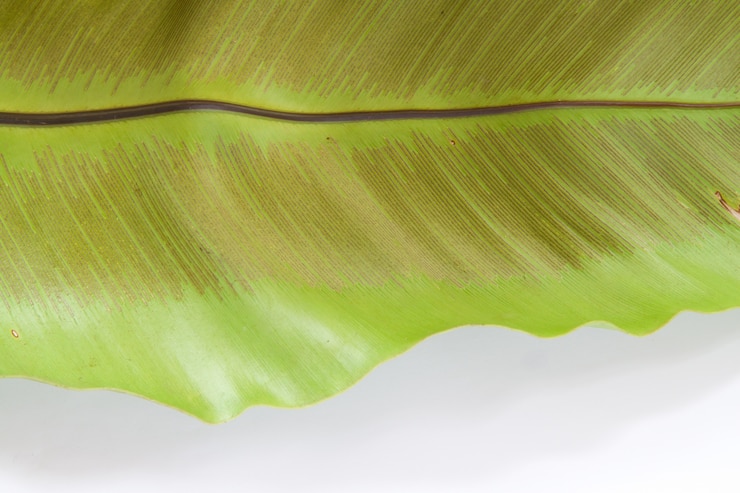 Photo gratuit texture de fond de feuilles vertes sur blanc
