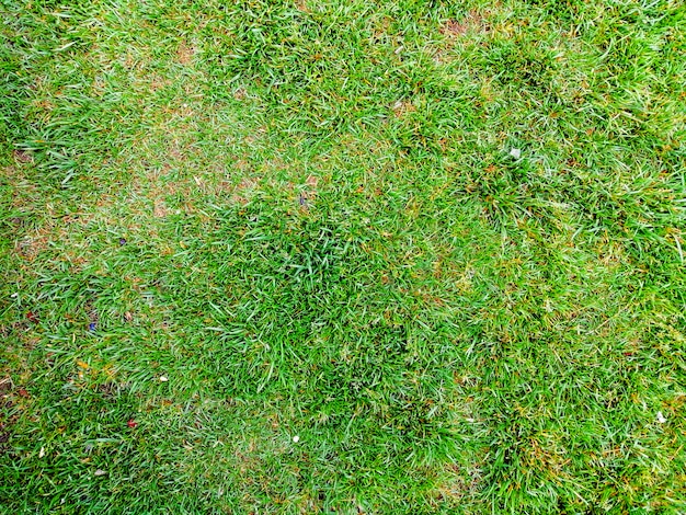 Texture de fond d&#39;herbe