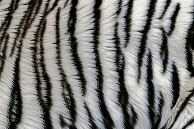 Texture de fourrure motif tigre