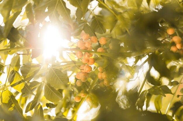 Texture de gros plan de fleurs