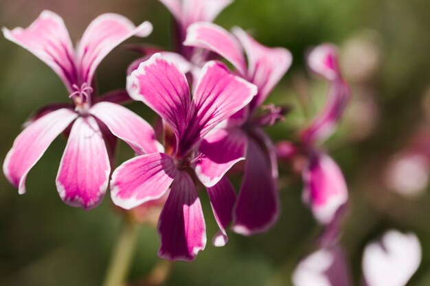 Texture de gros plan de fleurs