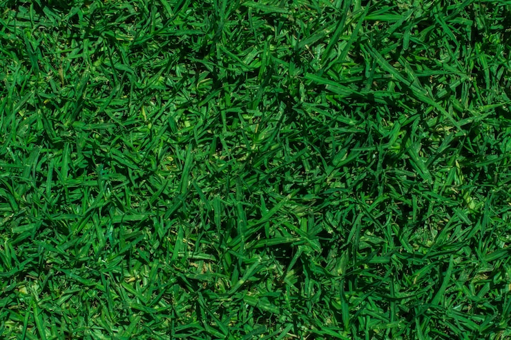 Photo gratuit texture d&#39;herbe verte fraîche