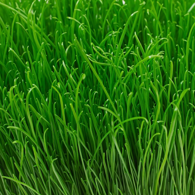 Texture d'herbe verte jeune juteuse