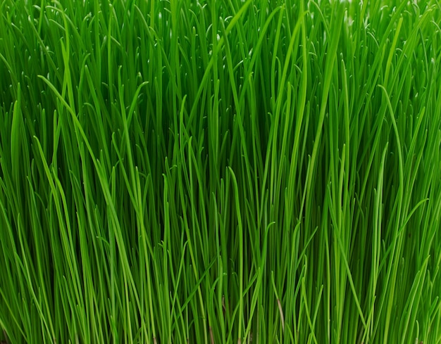 Texture d'herbe verte jeune juteuse