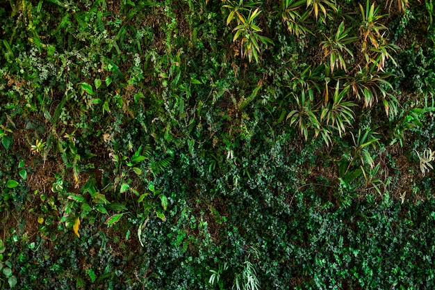 Texture naturelle avec une variété de plantes