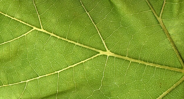 Texture de nervure de feuille