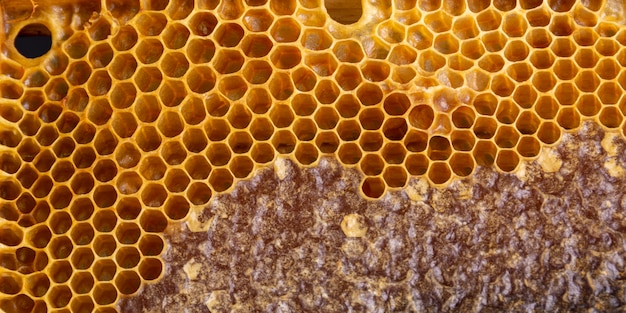 Texture en nid d'abeille jaune