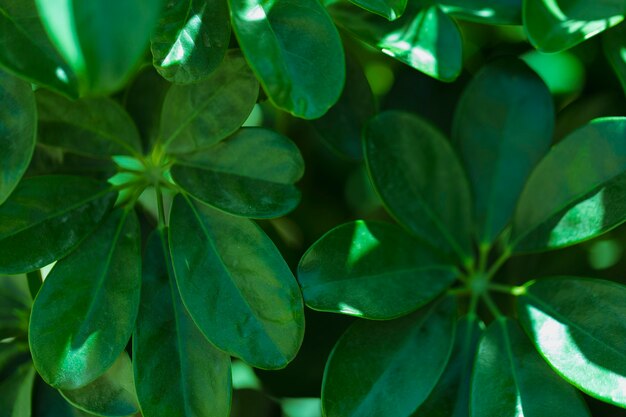 Texture des plantes en gros plan