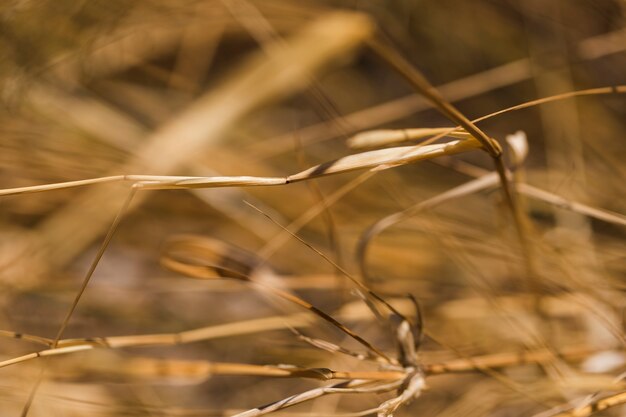 Texture des plantes en gros plan