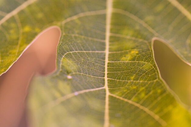 Photo gratuite texture des plantes en gros plan