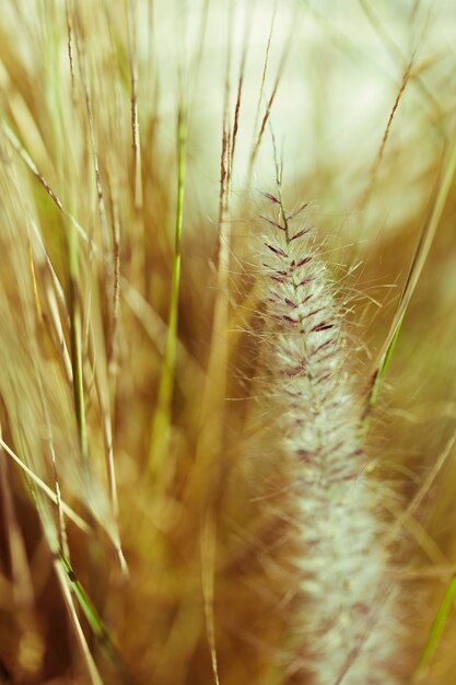 Texture des plantes en gros plan