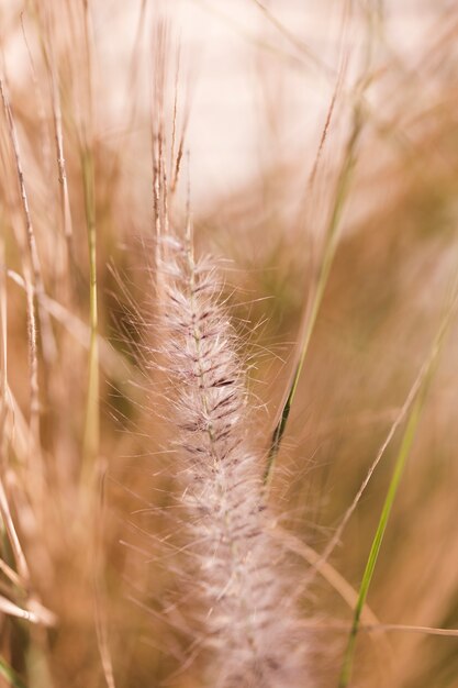 Texture des plantes en gros plan