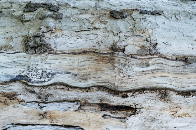 Texture en relief de l'écorce brune d'un arbre se bouchent
