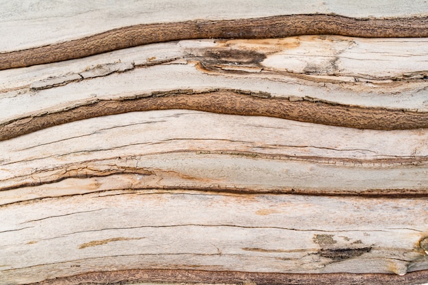 Texture en relief de l'écorce brune d'un arbre se bouchent