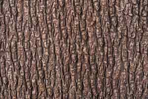 Photo gratuite texture en relief de l'écorce brune d'un arbre se bouchent