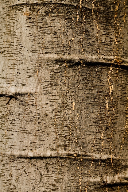 Texture en relief de l'écorce de chêne en gros plan