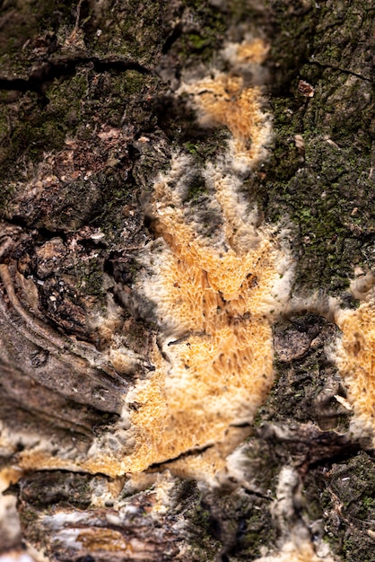 Texture de roche naturelle à plat