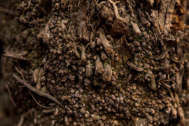 Texture de tronc d&#39;arbre bouchent