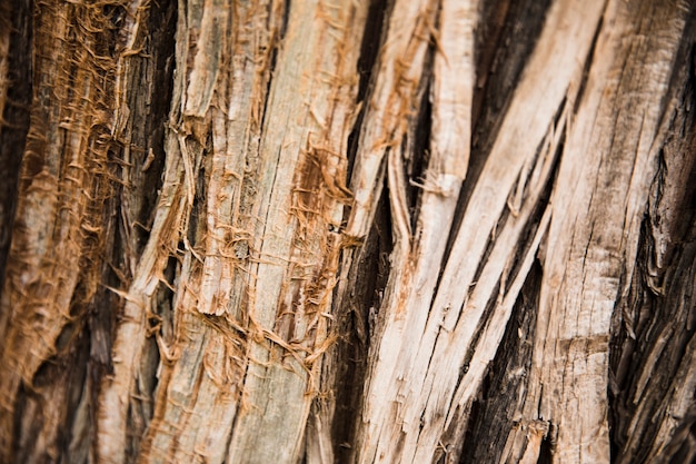 Texture de tronc d&#39;arbre bouchent