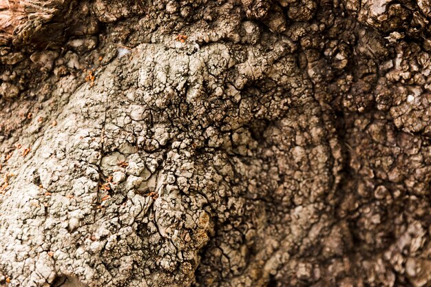 Texture de tronc d&#39;arbre bouchent