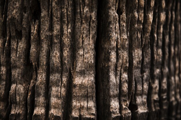 Texture de tronc d&#39;arbre bouchent