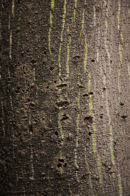 Texture de tronc d&#39;arbre bouchent