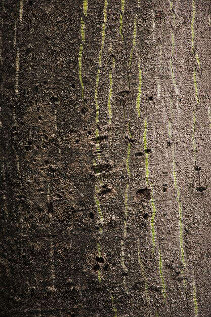 Texture de tronc d&#39;arbre bouchent