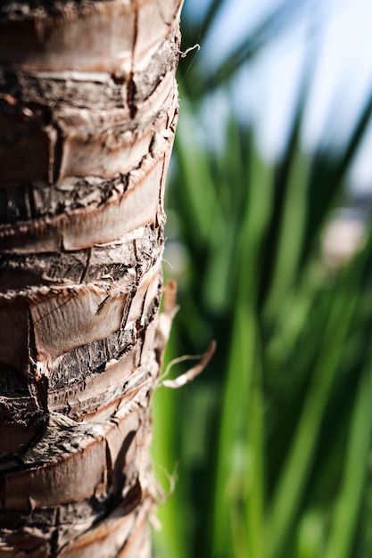 Texture de tronc d&#39;arbre