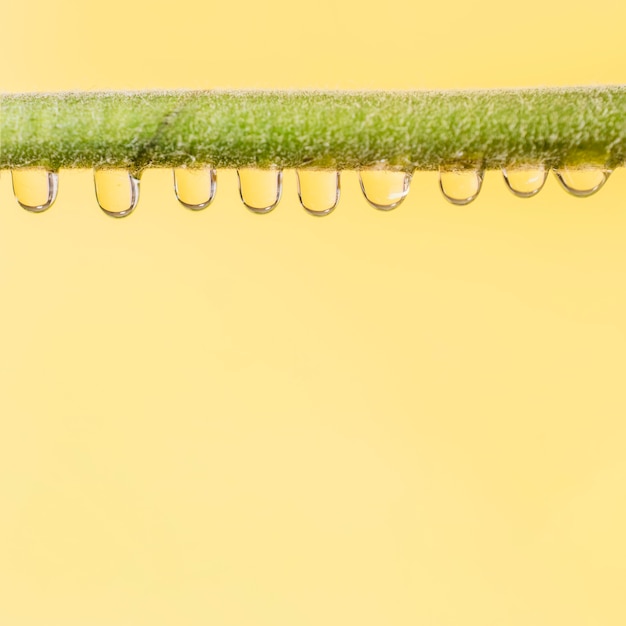 Photo gratuite tige de plante avec rosée