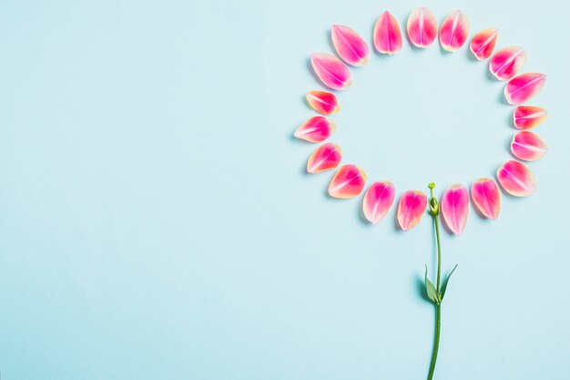 Tige près des pétales de fleurs