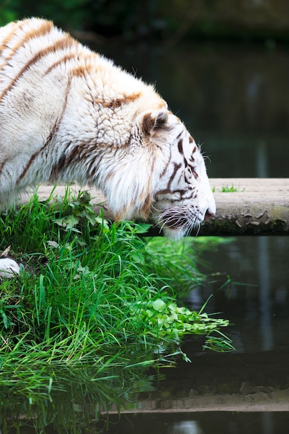 Tigre blanc à la rivière