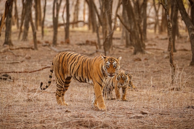 Tigre dans l'habitat naturel Tigre mâle marchant tête sur la composition Scène de la faune avec un animal dangereux Été chaud au Rajasthan Inde Arbres secs avec un beau tigre indien Panthera tigris