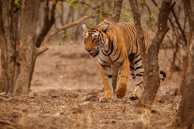Tigre dans l'habitat naturel Tigre mâle marchant tête sur la composition Scène de la faune avec un animal dangereux Été chaud au Rajasthan Inde Arbres secs avec un beau tigre indien Panthera tigris