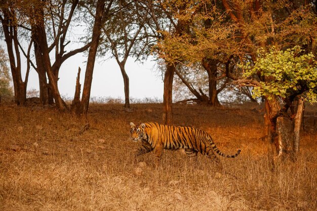 Tigre dans l'habitat naturel Tigre mâle marchant tête sur la composition Scène de la faune avec un animal dangereux Été chaud au Rajasthan Inde Arbres secs avec un beau tigre indien Panthera tigris