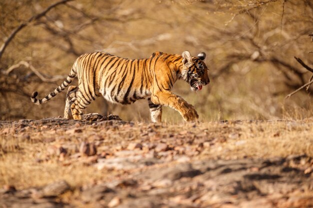 Tigre dans l'habitat naturel Tigre mâle marchant tête sur la composition Scène de la faune avec un animal dangereux Été chaud au Rajasthan Inde Arbres secs avec un beau tigre indien Panthera tigris