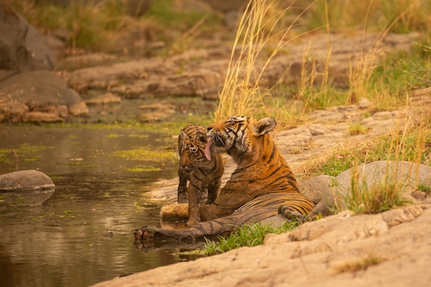 Tigre dans son habitat naturel