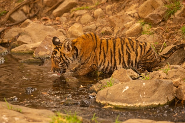 Photo gratuite tigre dans son habitat naturel