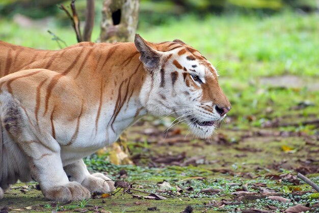 Tigre doré gros plan tête Tigre tigré doré gros plan visage Tigre tigré doré gros plan