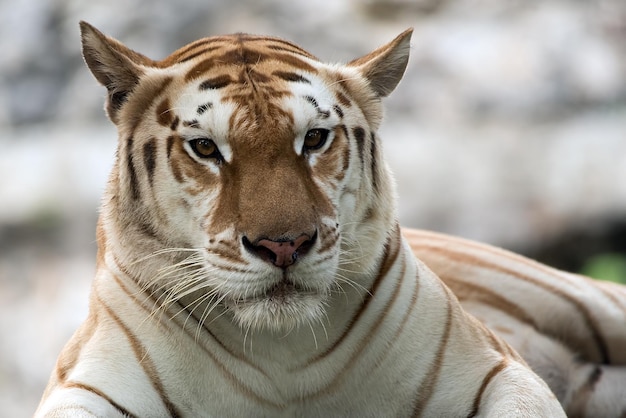 Photo gratuite tigre doré gros plan tête tigre tigré doré gros plan visage tigre tigré doré gros plan