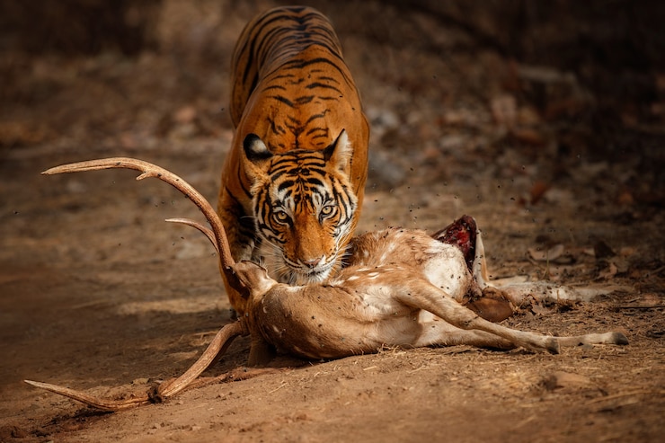 Photo gratuit tigre du bengale incroyable dans la nature avec sa proie